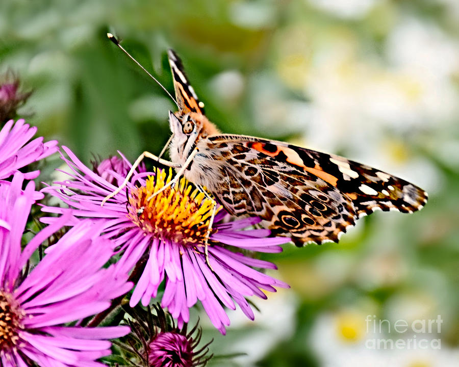 Sweet Nectar Photograph by Kathy M Krause