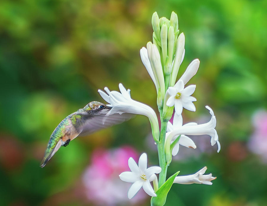 Sweet Nectar Photograph by Rachel Morrison