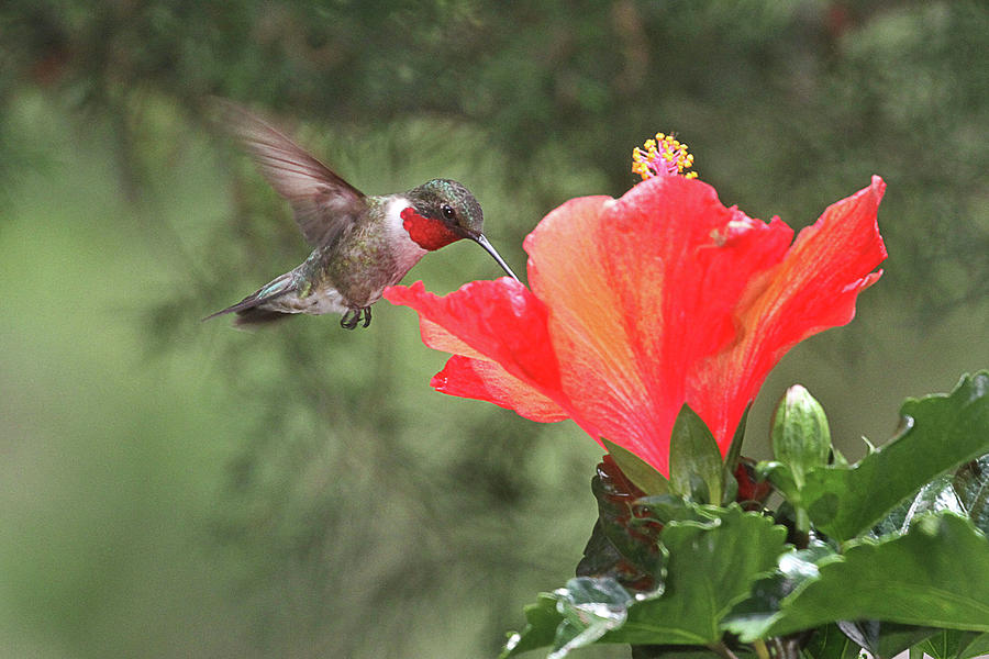 Sweet Nectar Photograph by Robert Camp