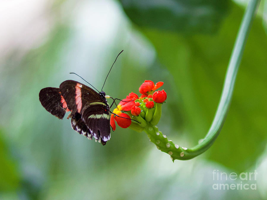 Sweet Nectar Photograph by Shirley Dutchkowski