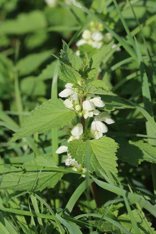 Sweet Nettle Photograph by Michaela Perryman - Pixels