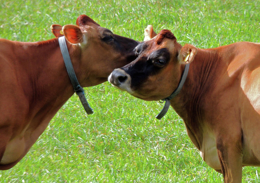Sweet Nothings of the Happy Cows Photograph by Nancy Griswold