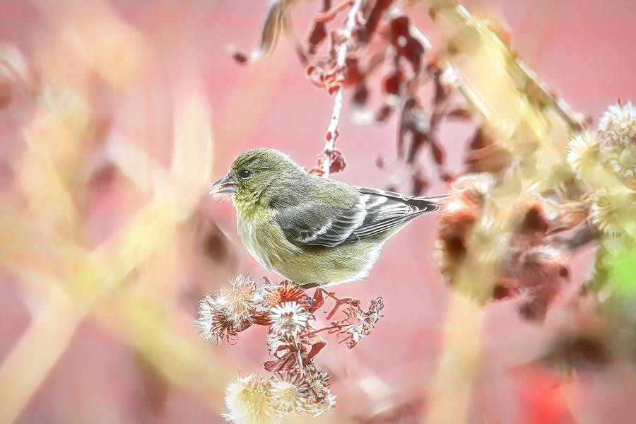 Finch Photograph - Sweet November by Donna Kennedy