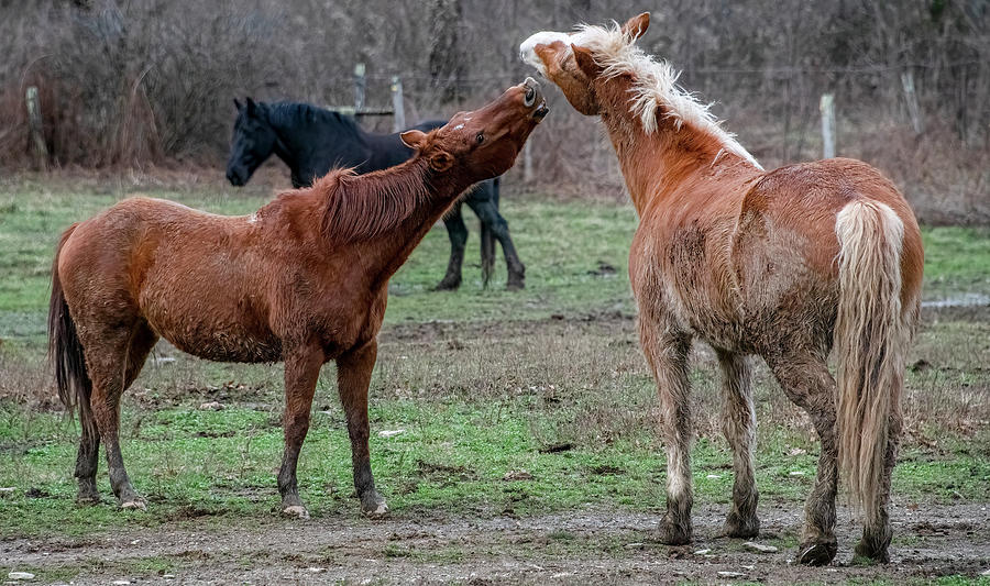 Sweet Nuzzles, Cades Cove Horse Series Photograph by Marcy Wielfaert