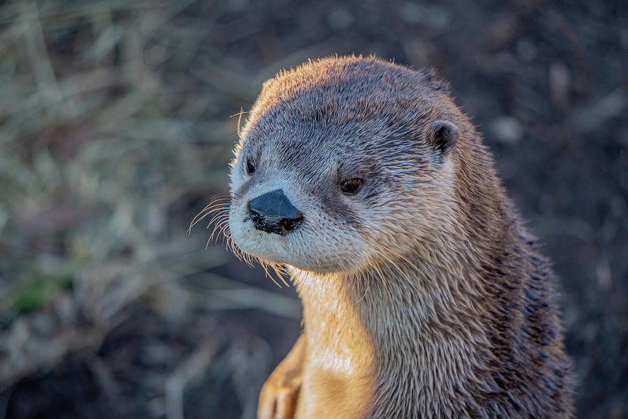 Sweet Otter Photograph by Linda Howes - Fine Art America