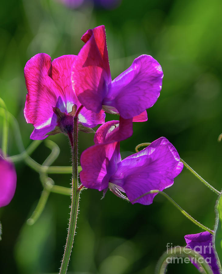Sweet Pea Photograph - Sweet Pea 5.0358 by Stephen Parker