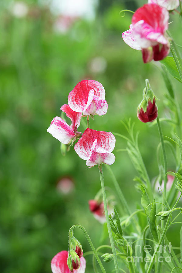 Sweet Pea America Flowers Photograph by Tim Gainey