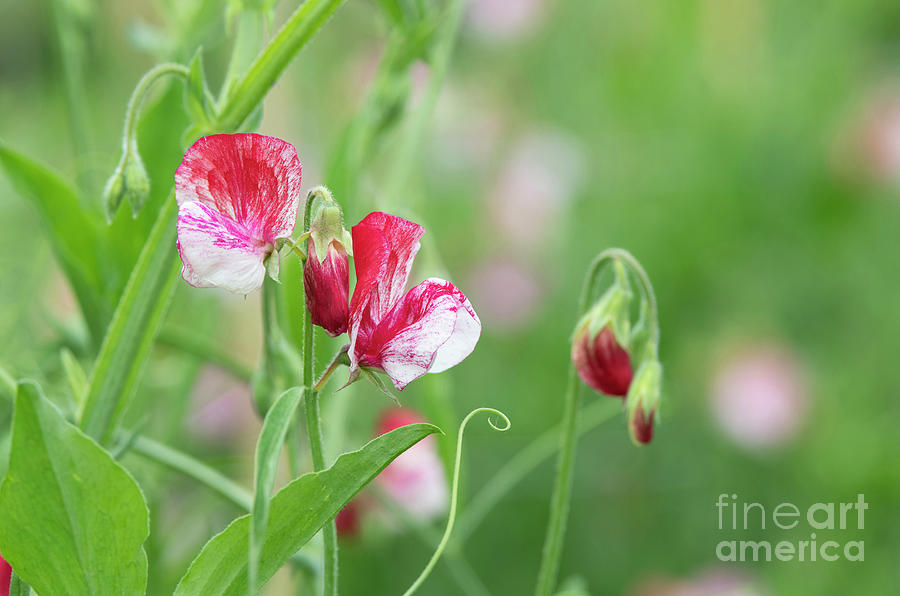 Sweet Pea America  Photograph by Tim Gainey