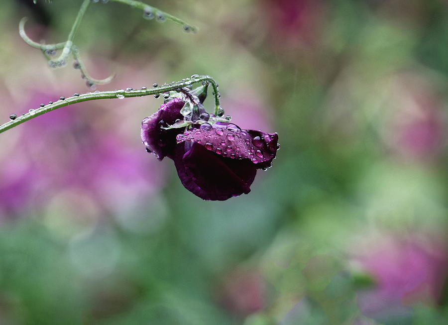 Sweet Pea and Raindrops Photograph by Jeff Townsend