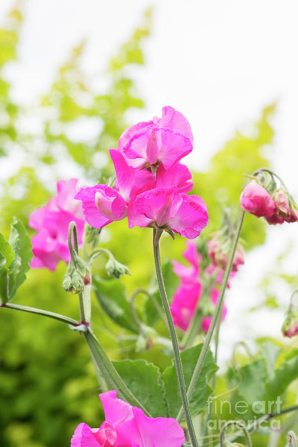 Sweet Pea Arianne Flowers Photograph by Tim Gainey
