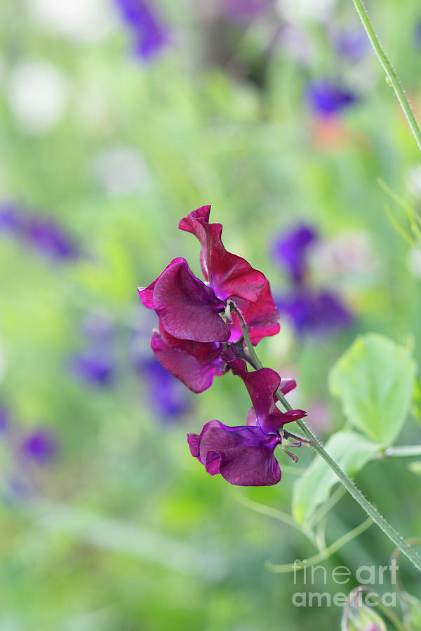 Sweet Pea Beaujolais Photograph by Tim Gainey