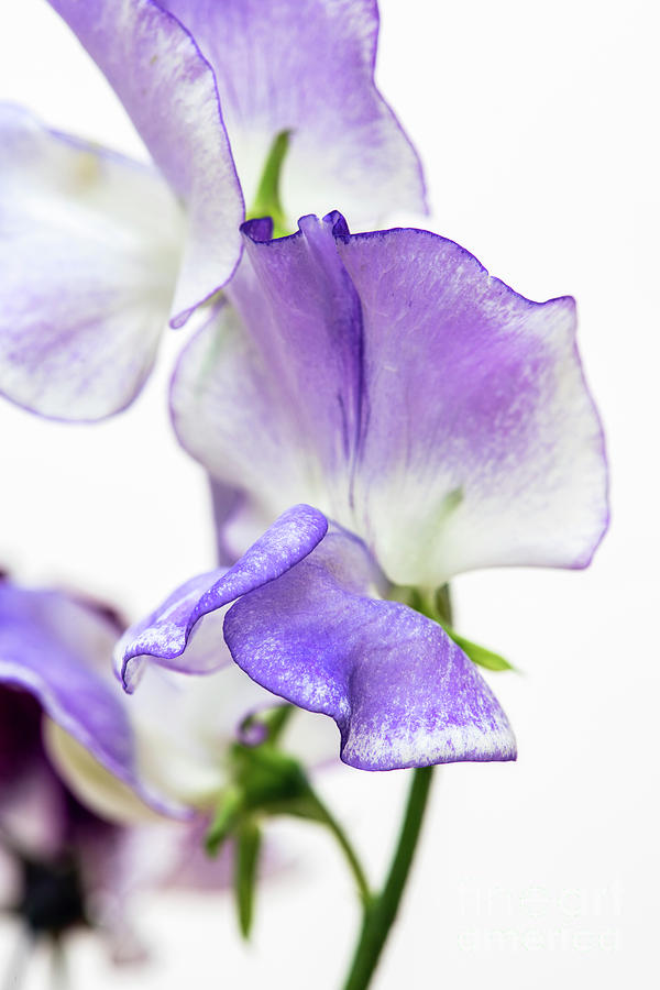 Sweet Pea Blue Ripple Photograph by Tim Gainey