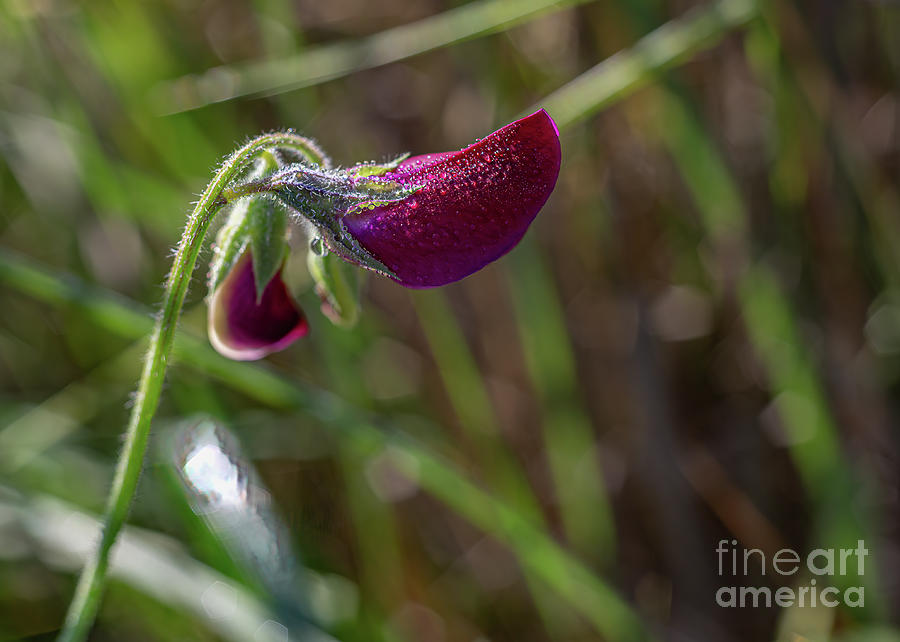 Wild Sweet Pea Photograph - Sweet Pea buds 3327 by Stephen Parker