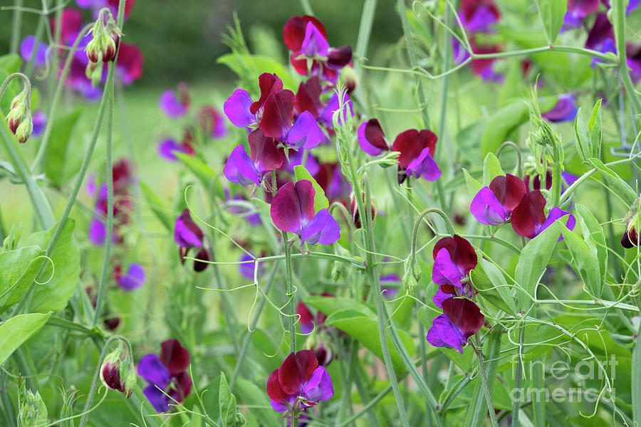 Sweet Pea Cupani Flowers in an English Garden Photograph by Tim Gainey