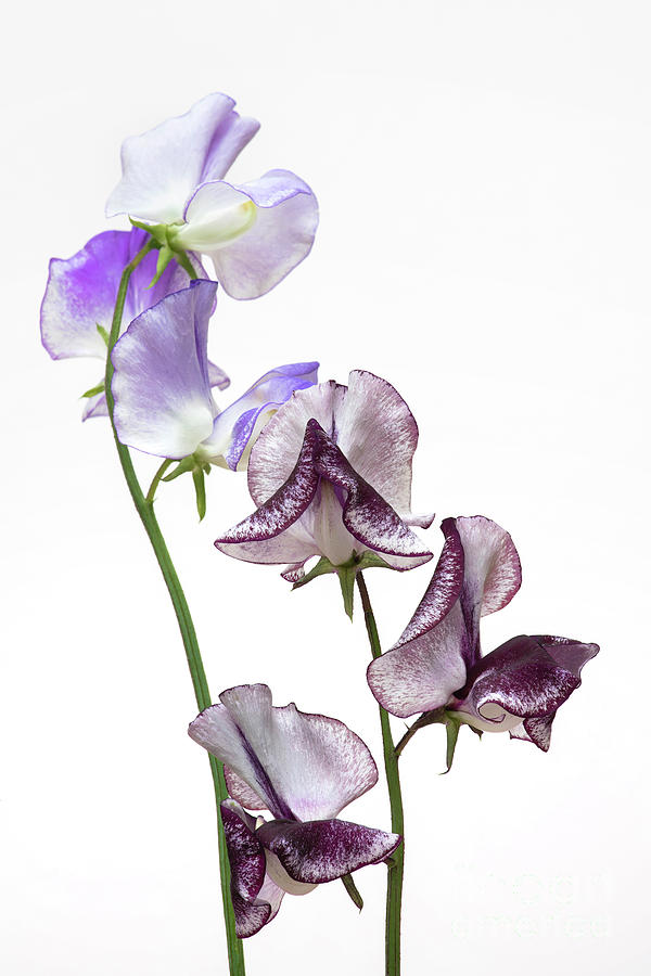Sweet Pea Earl Grey and Blue Ripple Photograph by Tim Gainey