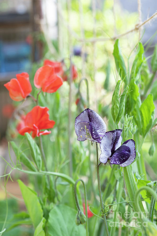 Sweet Pea Earl Grey Flowering in May Photograph by Tim Gainey
