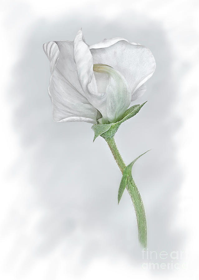 SWEET PEA FLOWER SOFT DRAWING LIKE watercolor like in pastel colours EFFECTIVE IMPRESSIONIST MINIMAL Photograph by Tatiana Bogracheva