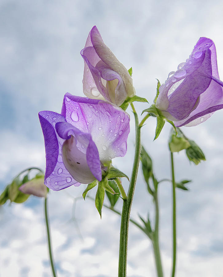 Flower Photograph - Sweet Pea Flowers On A Rainy Day by Phil And Karen Rispin