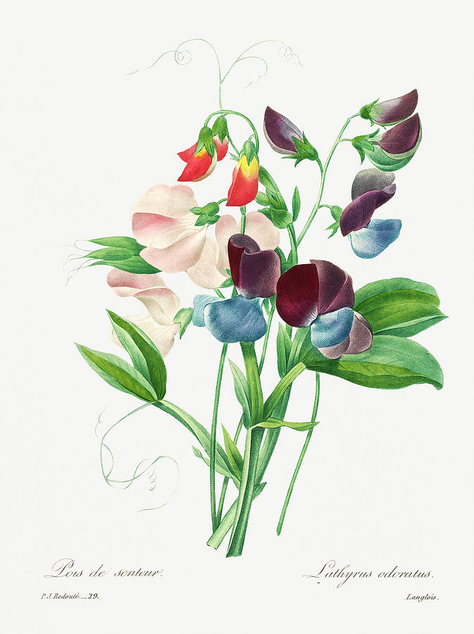 Sweet Pea Flowers Painting by World Art Collective