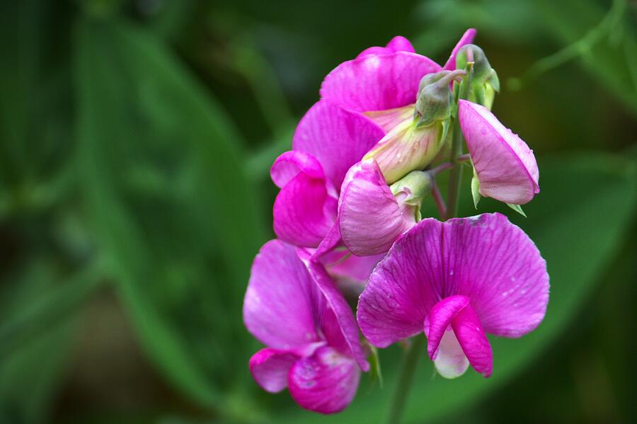 Sweet Pea in Bloom Photograph by Kerstin Epifanio - Fine Art America