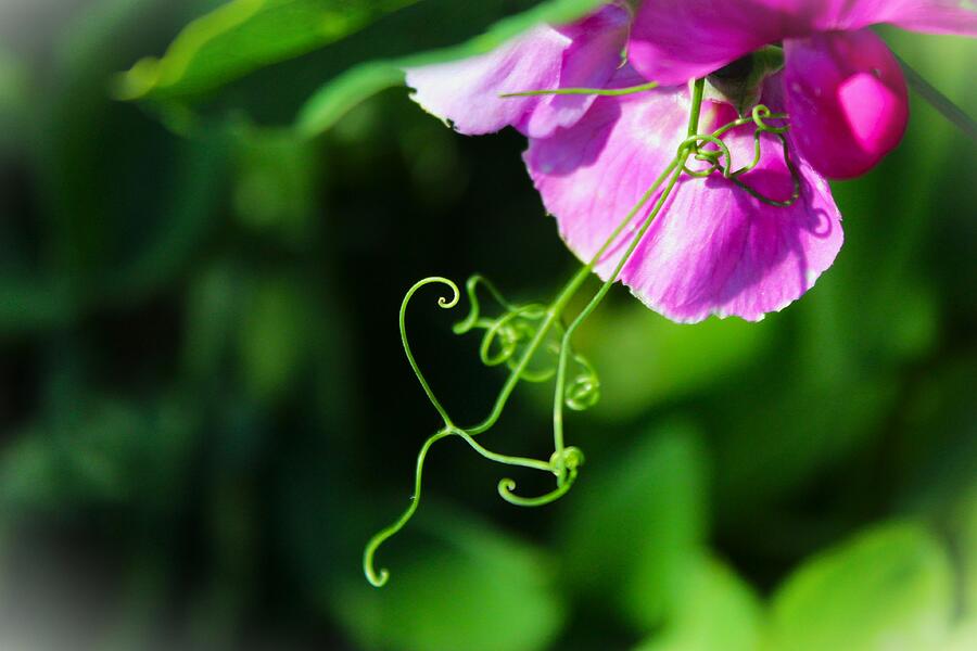 Spring Photograph - Sweet Pea by Kerstin Epifanio