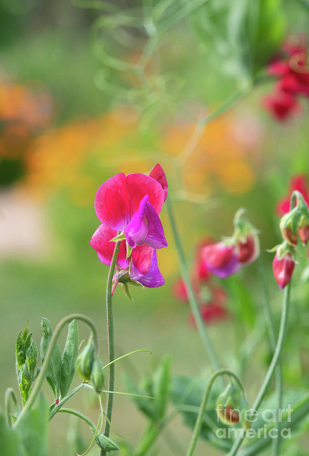 Sweet Pea Lady Turrall Flower Photograph by Tim Gainey