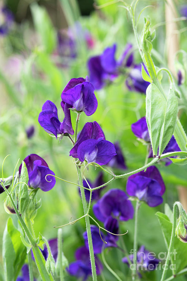 Sweet Pea Lord Nelson Flowers  Photograph by Tim Gainey