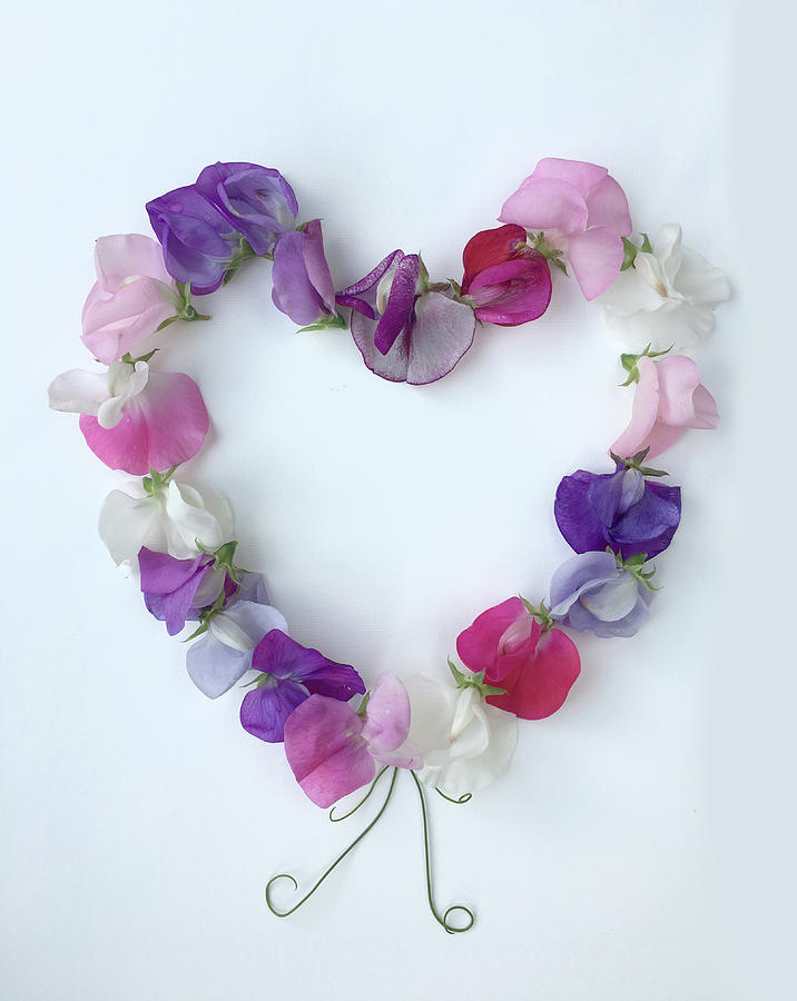 Flower Photograph - Sweet Pea Love by Suesy Fulton