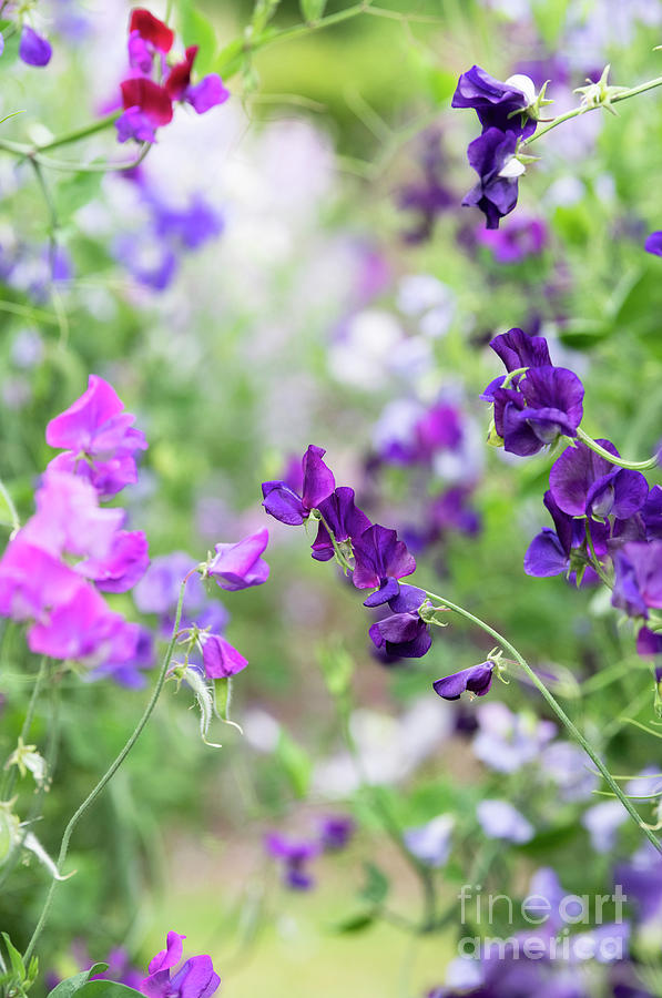 Sweet Pea Marseilles Flowering Photograph by Tim Gainey