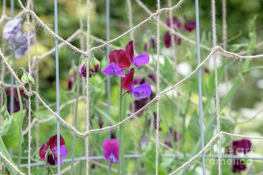 Sweet Pea Matucana Flowers  Photograph by Tim Gainey