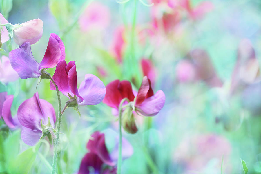 Flower Photograph - Sweet Pea by Sharon Johnstone
