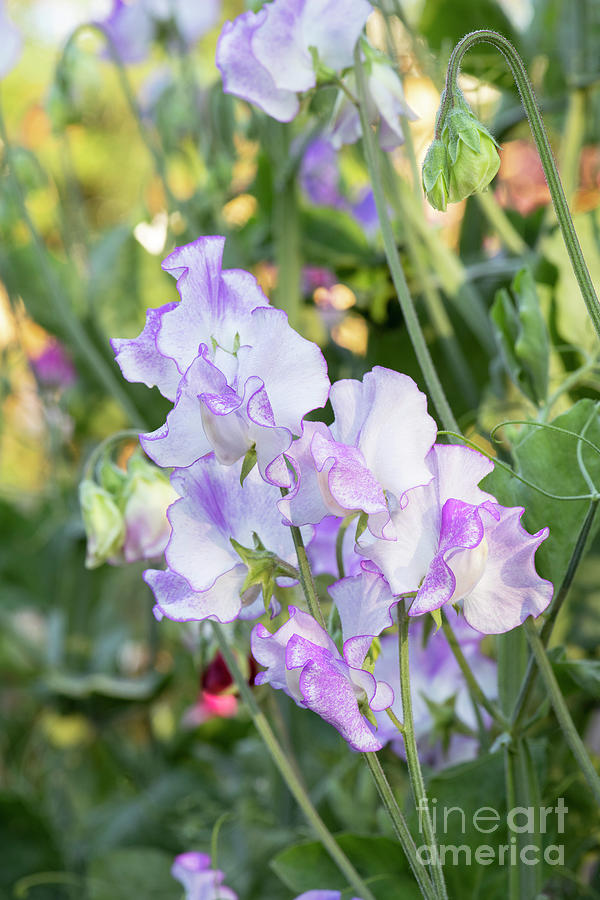 Sweet Pea Sir Jimmy Shand Flowers Photograph by Tim Gainey