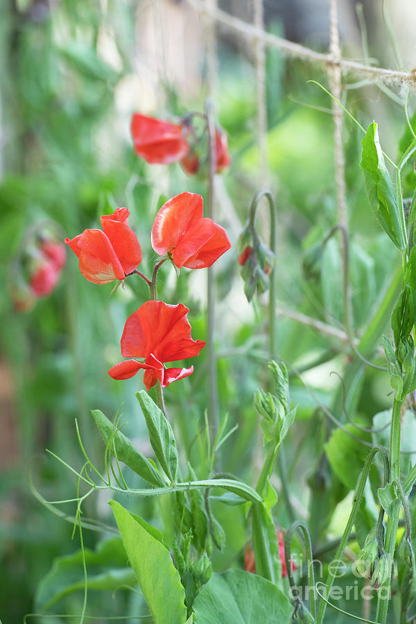 Sweet Pea Solar Flare Flowers Photograph by Tim Gainey