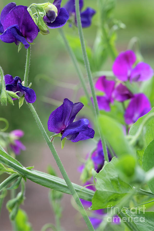 Sweet Pea Violet Wings Flower Photograph by Tim Gainey