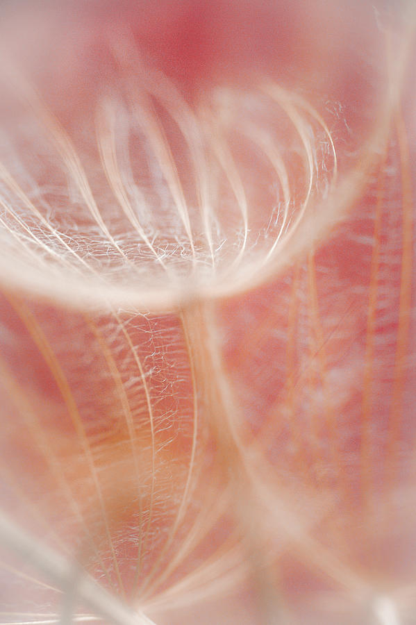 Sweet Peachy Dandelion Photograph by Iris Greenwell