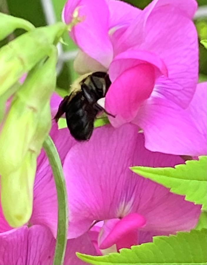 Sweet Peas and Honey Bees Photograph by Stefani Jane Diana - Fine Art ...