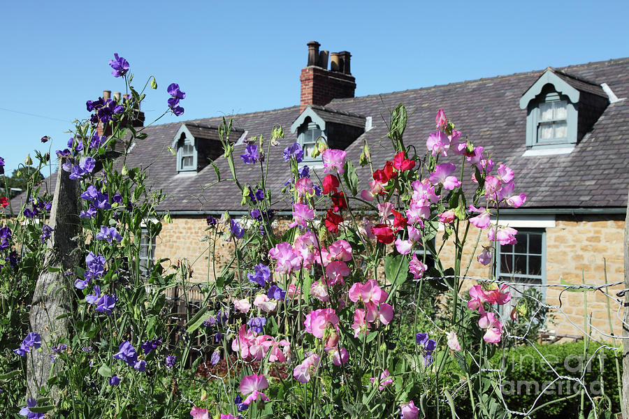Sweet Peas in a Cottage Garden Photograph by Bryan Attewell