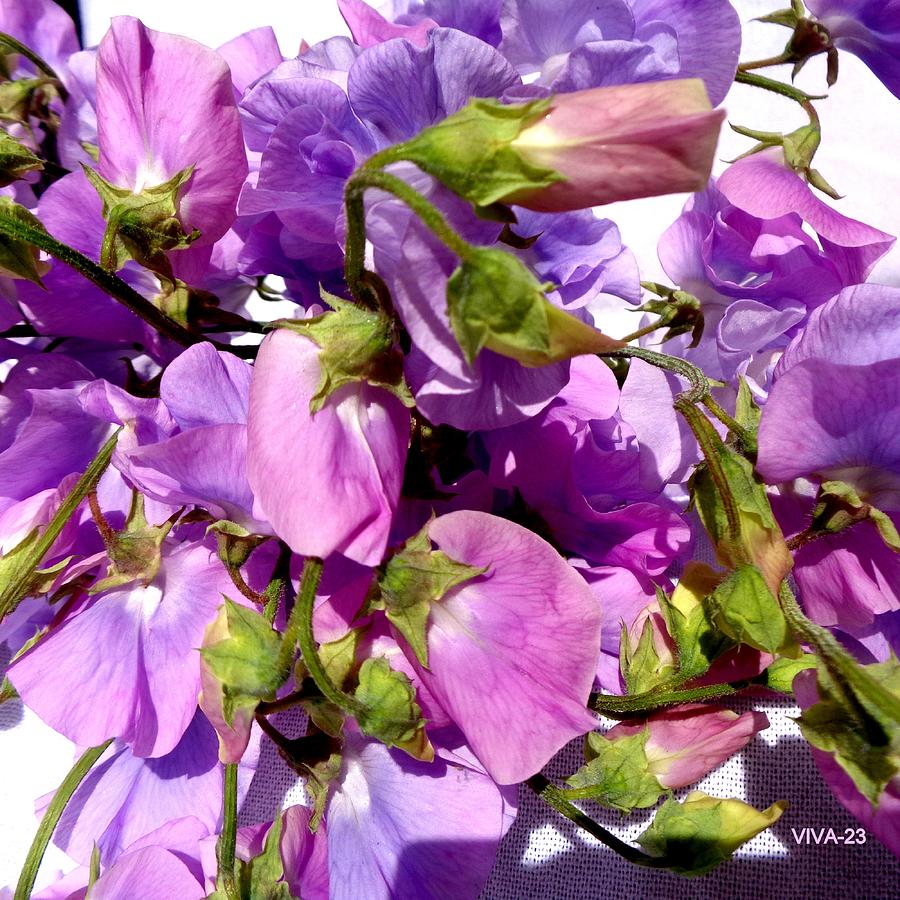 SWEET  PEAS - Special Feature Photograph by VIVA Anderson
