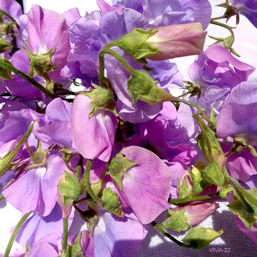 Sweet  Peas  Photograph by VIVA Anderson