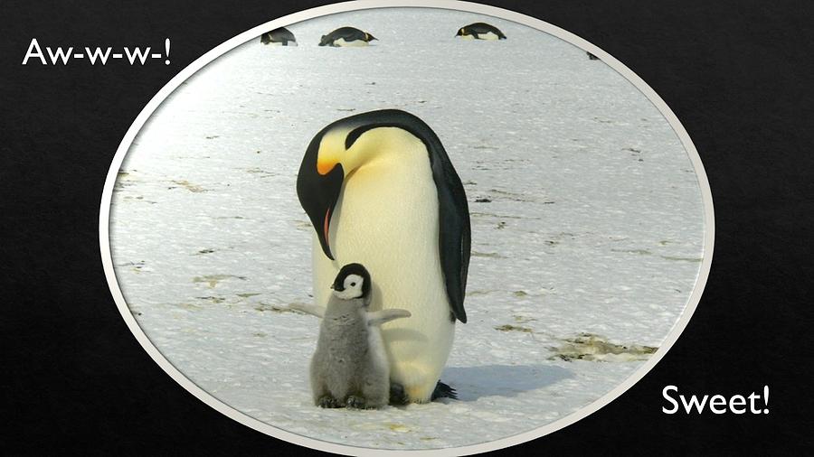Sweet Penguins Photograph by Nancy Ayanna Wyatt