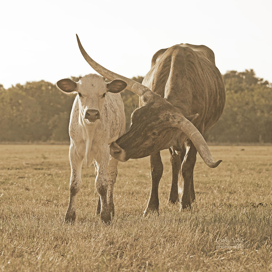 Sweet Pepper- Texas longhorn cow in sepia Photograph by Cathy Valle