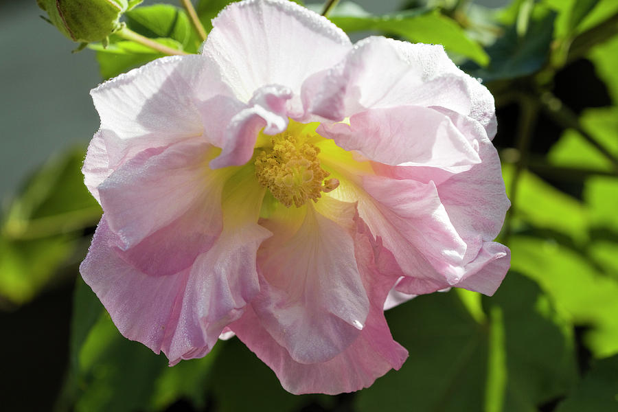 Sweet Pink Confederate Rose Blossom Photograph by Kathy Clark