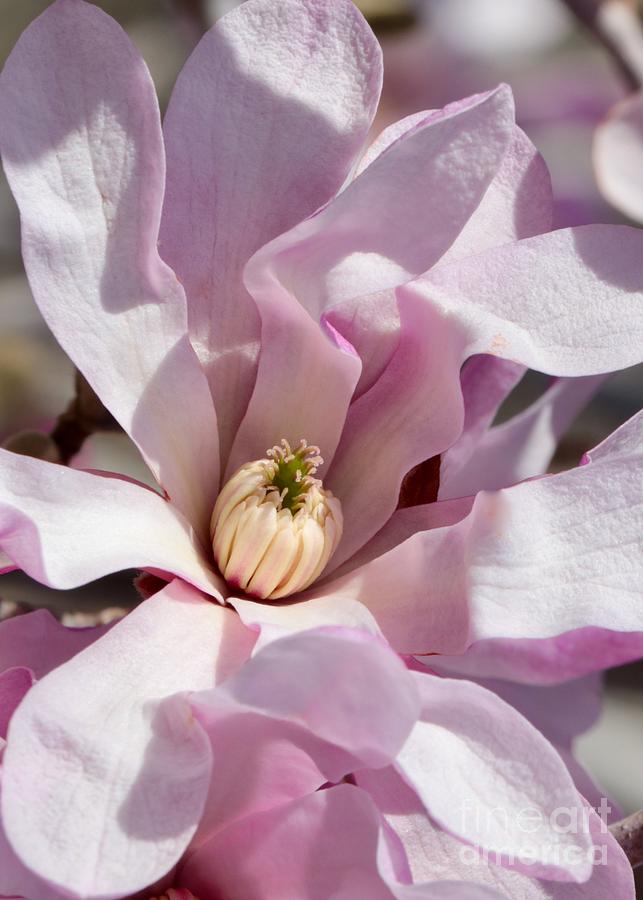Sweet Pink Magnolia Center Photograph by Carol Groenen