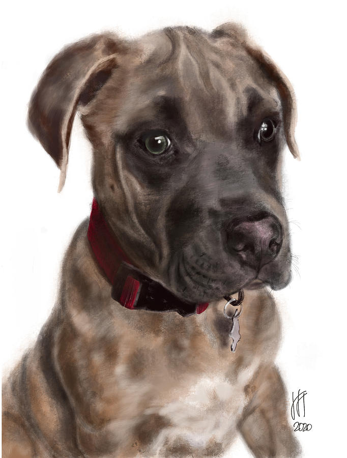 Sweet Pit Bull Puppy with a Red Collar  Digital Art by Lois Ivancin Tavaf