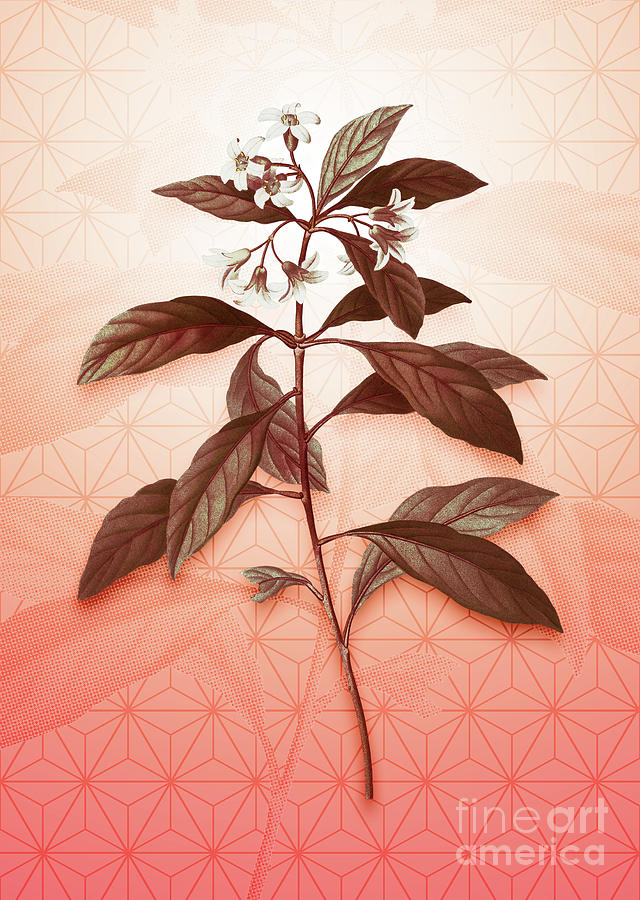 Sweet Pittosporum Vintage Botanical in Peach Fuzz Asanoha Star Pattern n.1845 Painting by Holy Rock Design