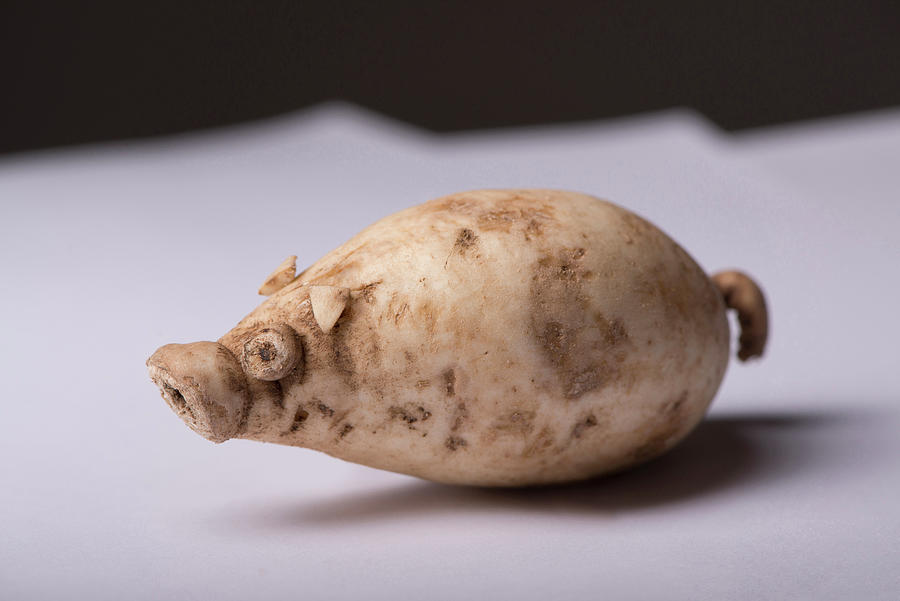Sweet Potato Pig Photograph by Cacio Murilo De Vasconcelos