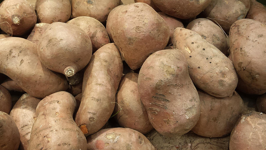 Sweet Potatoes from organic agriculture. Photograph by Jean-Marc PAYET