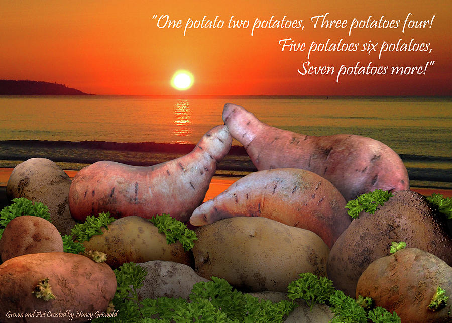 Sweet Potatoes Sunrise Song Photograph by Nancy Griswold