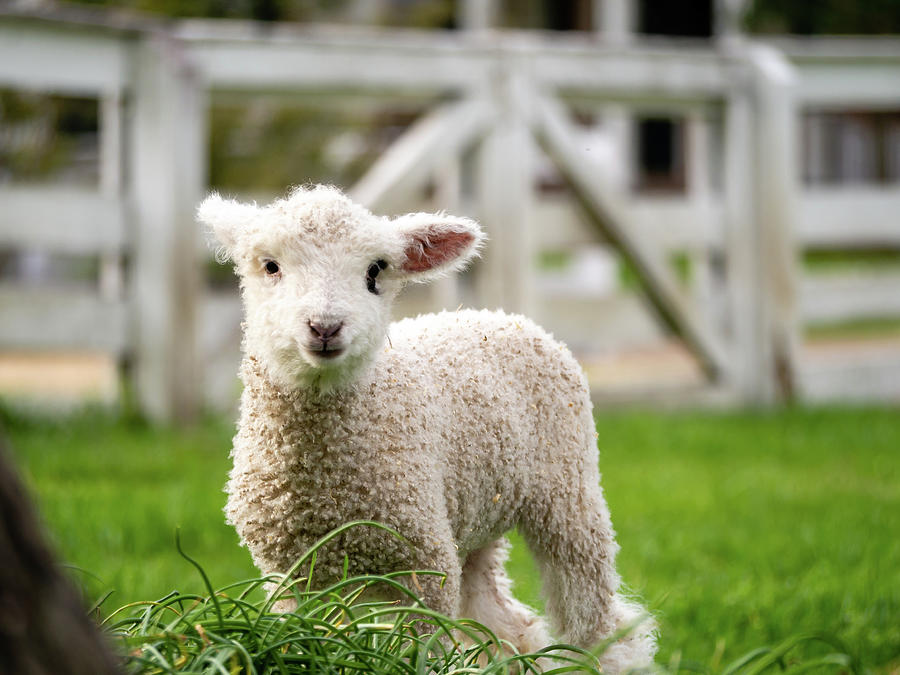 Sweet Pretty Lamb Photograph by Rachel Morrison
