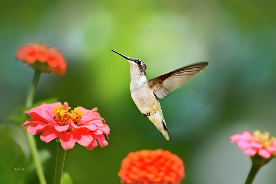 Hummingbird Photograph - Sweet Promise Hummingbird by Christina Rollo